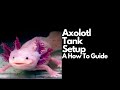 Axolotl Tank Setup (Complete Guide)
