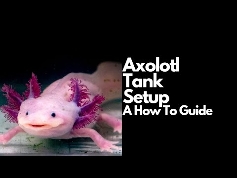 Axolotl mexický (Ambystoma mexicanum) — video o chove a starostlivosti