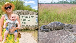 Madre Soltera Desapareció en Everglades, 1 Año Después Hallan una Pitón con un Extraño Bulto…