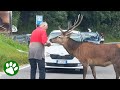 Kind Old Man Helps Deer Cross Road