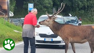Kind Old Man Helps Deer Cross Road
