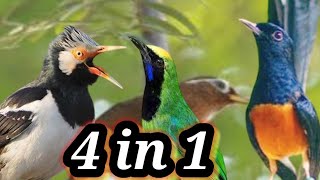 Download lagu MASTERAN KOMBINASI 4 IN 1 JALAK SUREN,MURAI BATU,WAMBIE DAN CUCAK IJO mp3 Download lagu MASTERAN KOMBINASI 4 IN 1 JALAK SUREN,MURAI BATU,WAMBIE DAN CUCAK IJO mp3