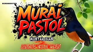 Download lagu PASTOL MURAI BATU MUNTAH ISIAN PANCING EMOSI LAWAN!! mp3 Download lagu PASTOL MURAI BATU MUNTAH ISIAN PANCING EMOSI LAWAN!! mp3