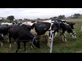 Cows Are Pooping And Peeing