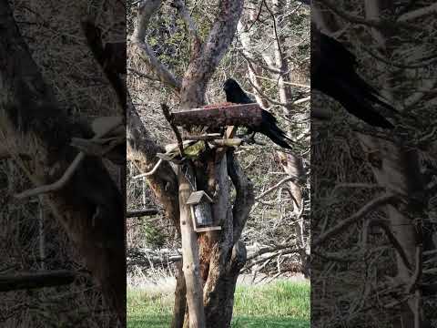 Raven VS Squirrel at the bird feeder