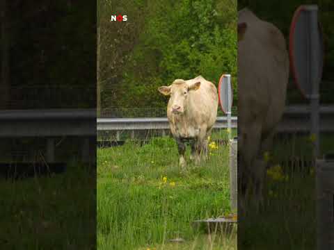 Politie schiet ontsnapte koe dood in Groningen