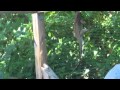 Letting your Iguana or lizard get sun