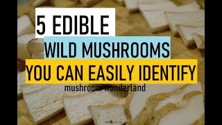 5 Edible Wild Mushrooms you can Easily Identify