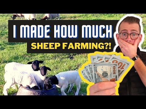 The Surprising Income from 3 Years of Backyard Sheep