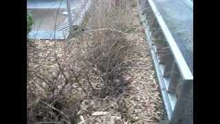 preview picture of video 'Pihapalvelu Pirkanmaa kuusenkariketta pensaiden juurille ja piha kuntoon v10'