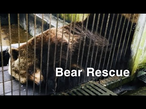 The story of our Rescue Bears!
