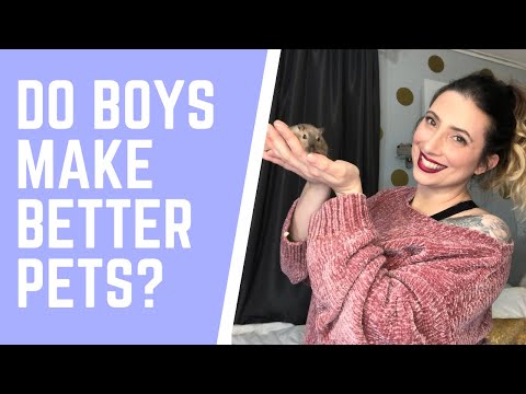 Girls vs. Boys! Do male or female gerbils make better pets?