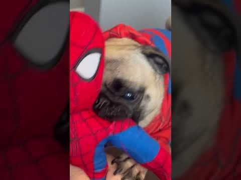Spider-Pug 2 #pug #pugnation #spiderman #spiderpug #spiderverse