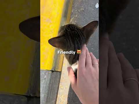 Here you have the fourth part! I still love seeing how friendly the cats we find are 😻😸