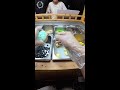 Chinese Street Food Live Streaming Mochi 2026 07 15 17 42 16