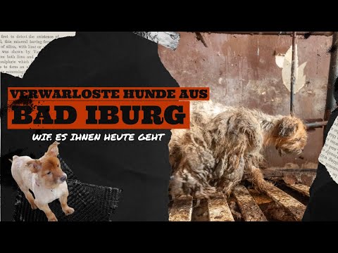 Gerettet aus dem Albtraum-Haus! So verändern sich die Hunde aus Bad Iburg