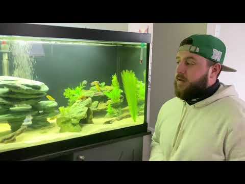 How To Treat Ich (Super Ick Cure)