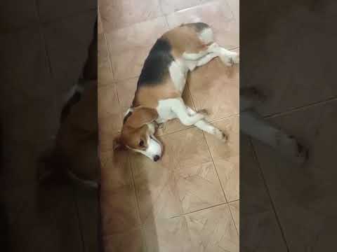 Dog Training - Shaji Balaramapuram #animaltraining #pets #shorts