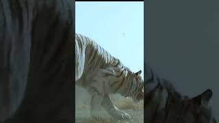 Download lagu Status WhatsApp Macan Putih#khodammacan#shorts mp3