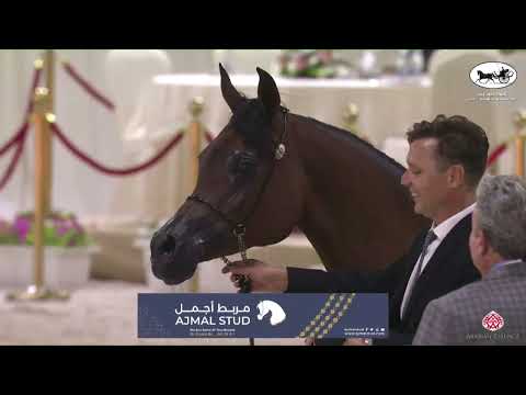 N 57 AJ HAIYAN   UAE National A H  Championships 2022   Mares 7+ Years Old Class 5