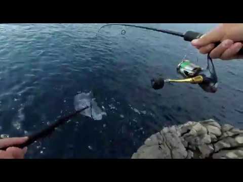 Little tunny madness! 06.05.2018.