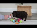 Cockapoo dogs for sale: Theo - Video 1