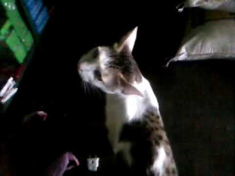 Best bayan of this molana(5)