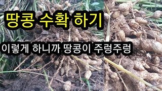 땅콩 수확하기 ,땅콩 이렇게 하니까 땅콩이 주렁주렁