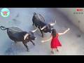 82 MOST TERRIFYING ANIMAL ATTACKS Ever Caught On Camera Wild Animals Invading People S Homes