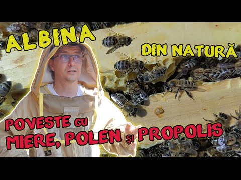 Viata ALBINELOR in NATURA. APICULTURA de începător explicată detaliat