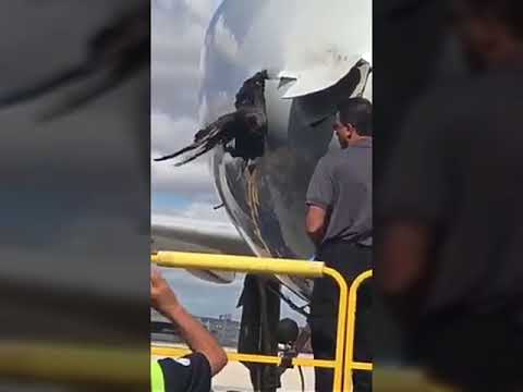 Bird (vulture) crashes with Passenger Airplane