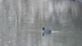 明石公園 桜堀の野鳥