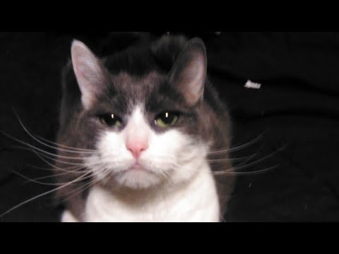 Josette's Birthday Celebration 