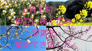 大寒の伊豆の花たちです。
