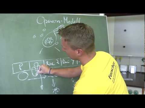 Kreidezeit 102: Operon-Modell