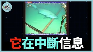 [問卦] 海底電纜可以每秒幾TB,但台灣網速普及10