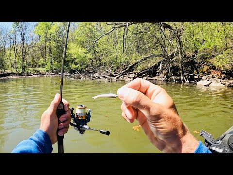 4 Hours of RAW and UNCUT Ultralight Fishing with Gulp Minnows | Fort Loudon Reservoir
