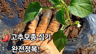 🌶 고추심기 완전정복! 초보자도 쉽게 따라하기(4/26) #고추농사 #고추키우기 #텃밭농사