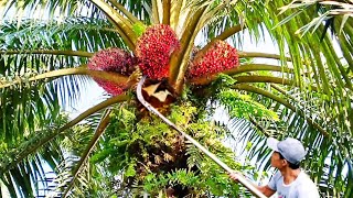 Download lagu Perhatikan baik'begini cara panen sawit yang benar dan pasti cepat  mp3