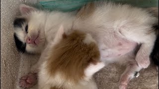 The cute kitten looks like she's unconscious😹|| Cute kittens relaxing💤|| Cats story✨