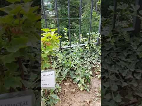 Herb and fruit garden in the Castello di Sestola, Emilia-Romagna