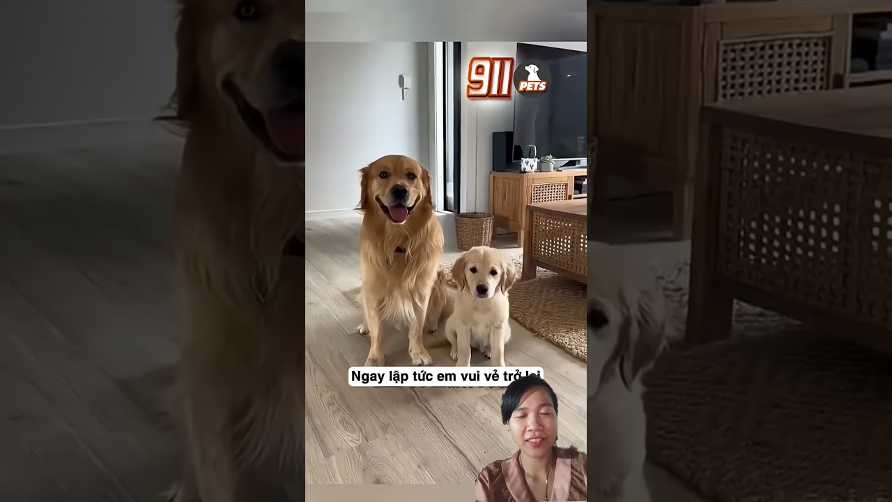 Chú chó cũng muốn có em bé của riêng mình #shorts #trending #funny #youtubeshorts #pets