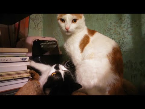 Katinų draugystė. Pradžia • Mano kiemas