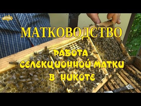 РАБОТА СЕЛЕКЦИОННОЙ МАТКИ В НИКОТЕ.  МАТКОВОДСТВО.