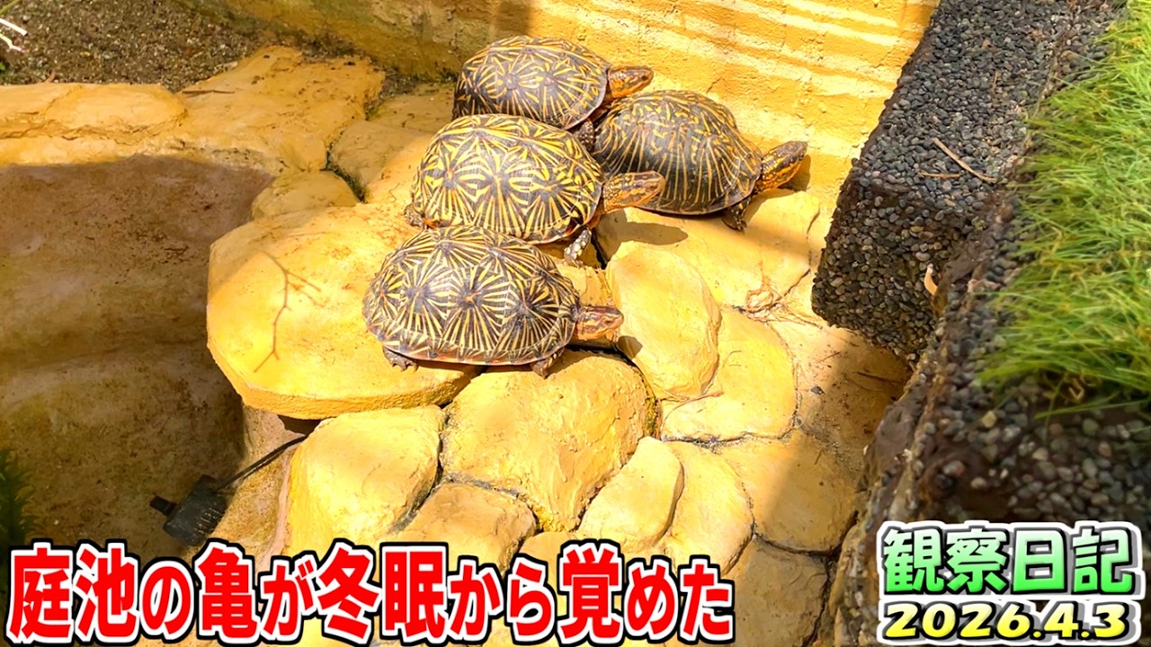【亀日記】庭池の亀たちが冬眠明けしたよ！【2026.4.3】