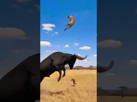 Mama Cow vs Cheetah: The Most Insane Wildlife Rescue Ever Caught on Safari Camera
