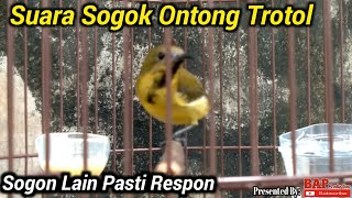 Download lagu SUARA SOGOK ONTONG TROTOL mp3