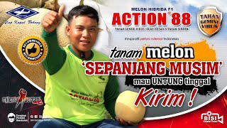 Download lagu BISI Sahabat Petani: Tanam #melon Sepanjang Musim, Mau Untung Tinggal Kirim, ACTION-88 Tiada Lawan ! mp3 Download lagu BISI Sahabat Petani: Tanam #melon Sepanjang Musim, Mau Untung Tinggal Kirim, ACTION-88 Tiada Lawan ! mp3