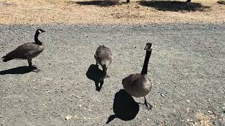 Cat TV for Cats to Watch 🐱 Beautiful Geese at the Lake 🦆  Nature Relaxation Film