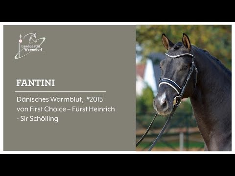 FANTINI bei der Hengstschau Rüscher Konermann,März 2019